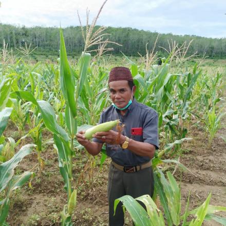 MANISNYA JAGUNG GUNUNG ULIN